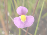 Utricularia purpureocaerulea - Blüte