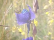 Utricularia delphinioides - Blüte