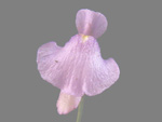 Utricularia simplex - Blüte