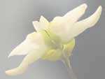 Utricularia caerulea - Blüte