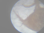 Utricularia striata - Fangblase