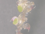 Utricularia heterochroma - Fangblase