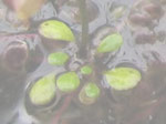 Utricularia inthanonensis