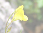 Utricularia recta - Blüte