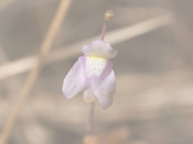 Utricularia limosa - Blüte