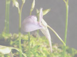 Utricularia graminifolia - Blüte
