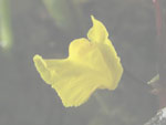 Utricularia vulgaris - Blüte