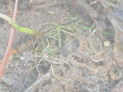 Utricularia tubulata