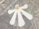 Utricularia holtzei - Blüte