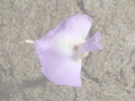 Utricularia tubulata - Blüte