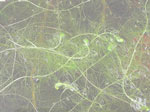 Utricularia floridana