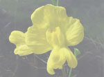 Utricularia floridana - Blüte