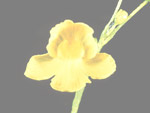 Utricularia inflata - Blüte