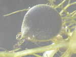 Utricularia macrorhiza - Fangblase