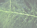 Utricularia striata