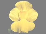 Utricularia striata - Blüte