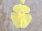 Utricularia foliosa - Blüte