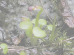 Utricularia petersoniae