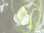 Utricularia cymbantha - Blüte