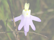Utricularia pentadactyla - Blüte