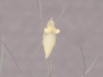 Utricularia micropetala - Blüte