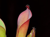 Heliamphora ceracea