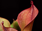 Heliamphora ceracea x hispida
