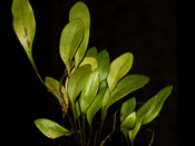 Utricularia alpina x humboldtii