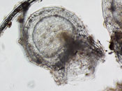 Utricularia amethystina - Fangblase