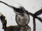 Utricularia arcuata - Fangblase