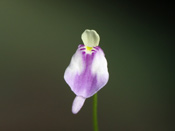 Utricularia arenaria - Blüte