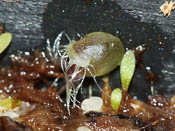 Utricularia arnhemica - Fangblase