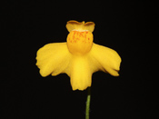 Utricularia aureomaculata - Blüte