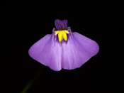 Utricularia beaugleholei - Blüte