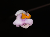 Utricularia biceps - Blüte