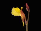 Utricularia bifida