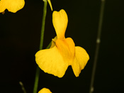 Utricularia bosminifera - Blüte