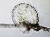 Utricularia bosminifera - Fangblase