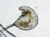 Utricularia cornuta - Fangblase