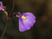 Utricularia dichotoma - Blüte
