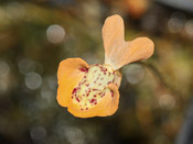 Utricularia fulva - Blüte