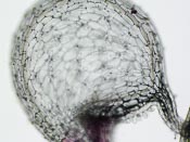Utricularia geminiloba