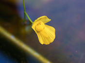 Utricularia gibba - Blüte