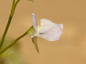 Utricularia graminifolia - Blüte