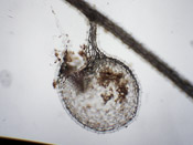 Utricularia heterosepala - Fangblase