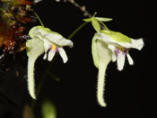 Utricularia jamesoniana 'Amuri Tepui und Peru'