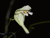 Utricularia jamesoniana - Blüte