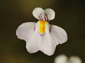 Utricularia laciniata - Blüte