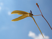 Utricularia leptoplectra 'Girraween'