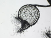 Utricularia livida - Fangblase